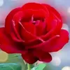 সুকের ময়না পাখি