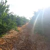 amilanado