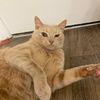 orangecat227