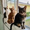 allie.cats