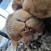 sleepyandie