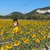 zonnebloempie