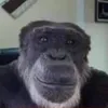 itsnotmonky