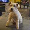 cindyawesomewhittaker