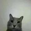 penpen_pae