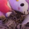 google_1066