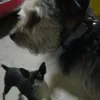 tiktok18345o
