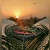 sheilakuchar
