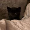 whyso_sirius69