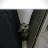 sniggggrs