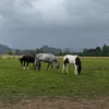 lmc_horses