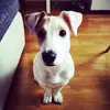 jackythejrt