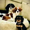 desert_cavaliers