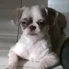 arthopt