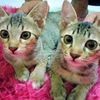 z.catucat