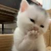 smalljaew