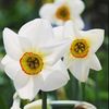 narcisalivia