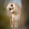 yourmyowl