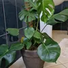 helldriverplant