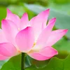 tuyethuong_91