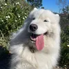 jax_sonsof_samoyed