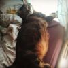 cancelmycat