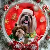 theo.blogshihtzu1