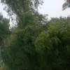 mwmp30