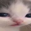 intelect_0_
