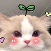 peppermint_38