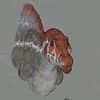 spino1232