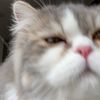 romy.html