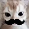 reiinosojuuli