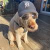 charlie_goldendoodle1