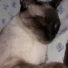 lulita397