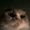 meowvili