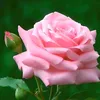 kaoutar...........amal