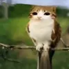 phubuonnhatiktok0
