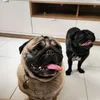 jackekyra.pug