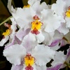 19orchid59