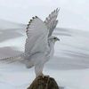 ahmed_khamis81