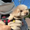 ハナコタとおとーちゃん