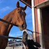 rockyhasafarm