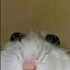 ttvjoynkf