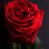 shairkhan816