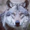 galaxytimberwolf986