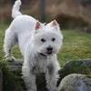 xdaisy8