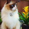 dexterragdollcat