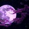 purplemoon373