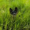 tinymoonhowls